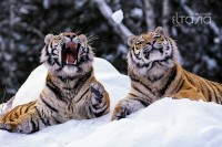 /album/galeria-de-fotos/a6313dd0334bbb7361fcdc188bd235eb7-d33l318-jpg/