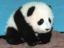 Panda bebé